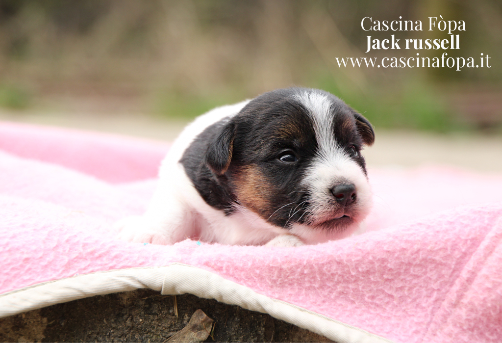 cucciola femmina jackrussell.jpg